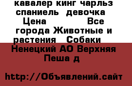  кавалер кинг чарльз спаниель -девочка › Цена ­ 45 000 - Все города Животные и растения » Собаки   . Ненецкий АО,Верхняя Пеша д.